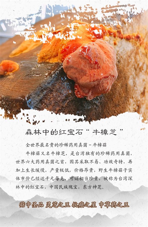 牛樟芝压片糖果