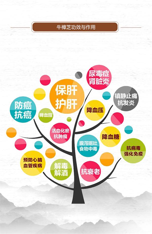 牛樟芝压片糖果的功效与作用