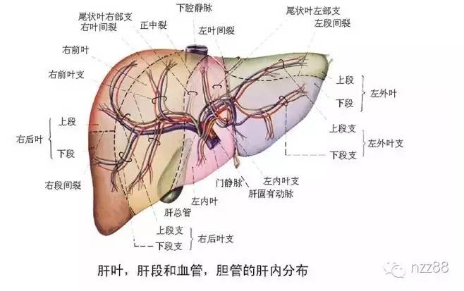 牛樟芝功效与作用之保肝